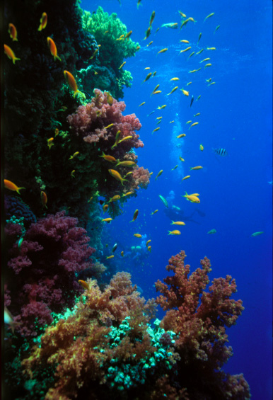 Unterwasser — Leni Riefenstahl Archiv
